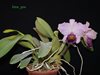 C. (Lc.) Dinard 'Blue Heaven' (Dinah x Matador) 